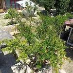 Guest house Casale Don Ambrosio Silvi Marina